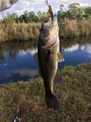 Micropterus floridanus