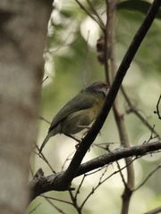 Cyclarhis gujanensis insularis