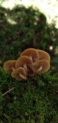 Kuehneromyces