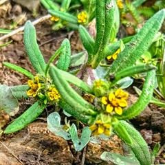 Melampodium sericeum