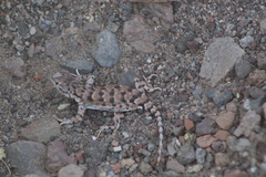 Liolaemus audituvelatus