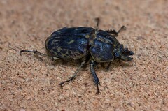 Ryssonotus nebulosus