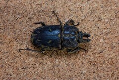Ryssonotus nebulosus