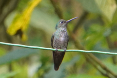 Taphrospilus hypostictus