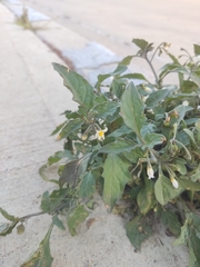 Solanum nigrum