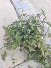 Solanum nigrum