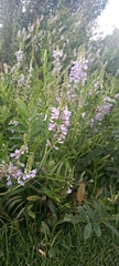 Galega officinalis