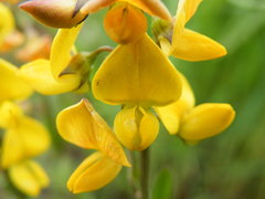 Crotalaria globifera