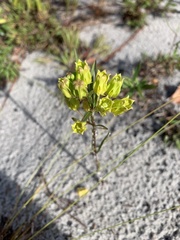 Asclepias pedicellata