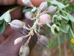 Crotalaria globifera