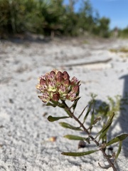 Asclepias curtissii