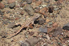 Liolaemus audituvelatus