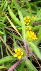 Melampodium sericeum