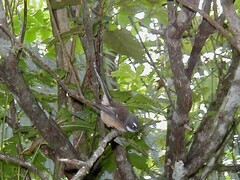 Rhipidura fuliginosa