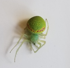 Araneus circulissparsus