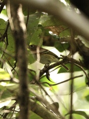 Vireo bairdi