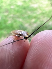 Balta bicolor