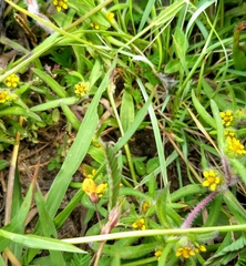 Melampodium sericeum