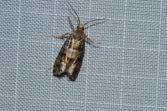 Eucopina tocullionana