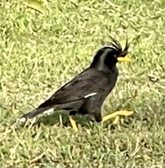 Acridotheres grandis