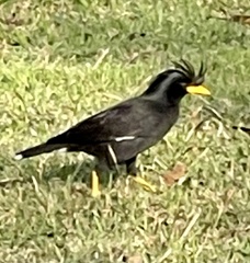 Acridotheres grandis