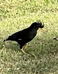 Acridotheres grandis