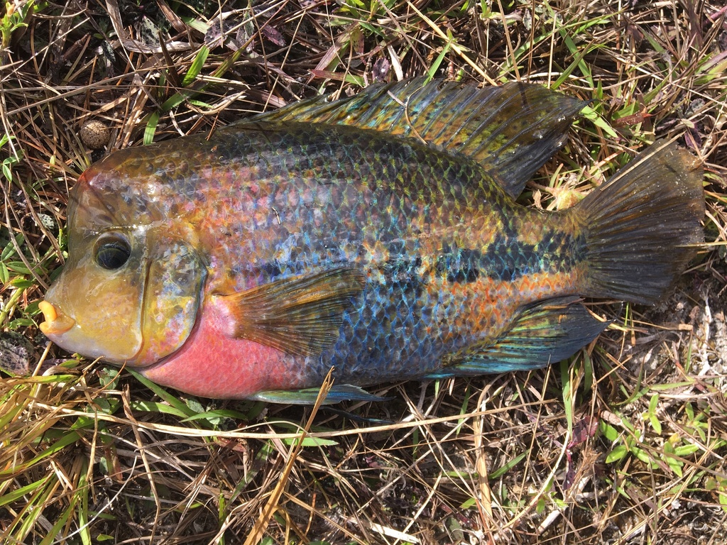 Cichlidé à tête rouge (Vieja synspila)