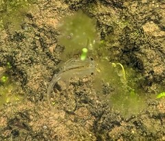 Branchinecta sandiegonensis