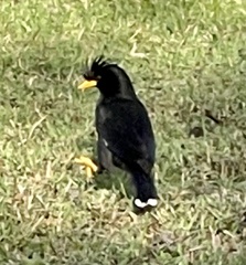 Acridotheres grandis