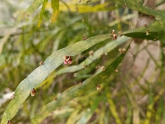 Muehlenbeckia platyclada