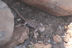 Liolaemus audituvelatus