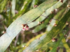 Muehlenbeckia platyclada