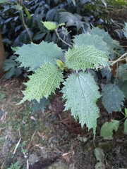 Urtica thunbergiana