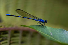 Argia oculata