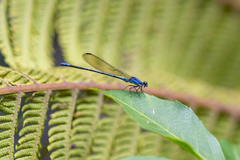 Argia oculata