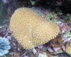 Palythoa caribaeorum