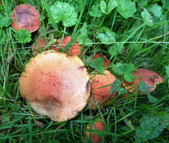 Boletus harrisonii