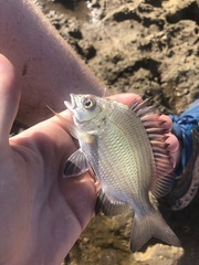 Acanthopagrus pacificus