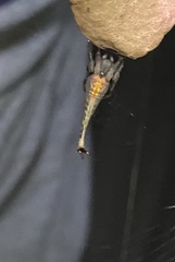 Arachnura