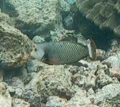 Novaculichthys taeniourus