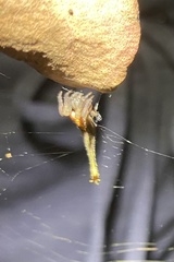 Arachnura