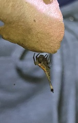 Arachnura