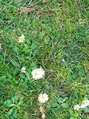 Bellis perennis