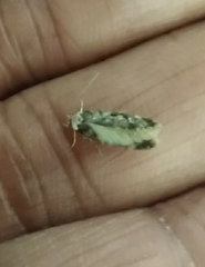 Endrosis sarcitrella