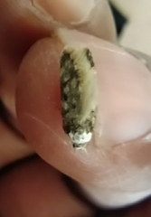 Endrosis sarcitrella