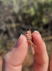 Cibolacris parviceps