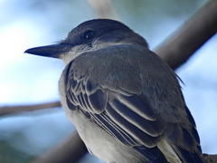 Tyrannus caudifasciatus