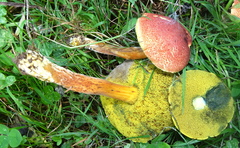 Boletus harrisonii