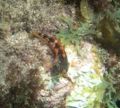 Malacoctenus triangulatus