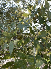 Carya floridana